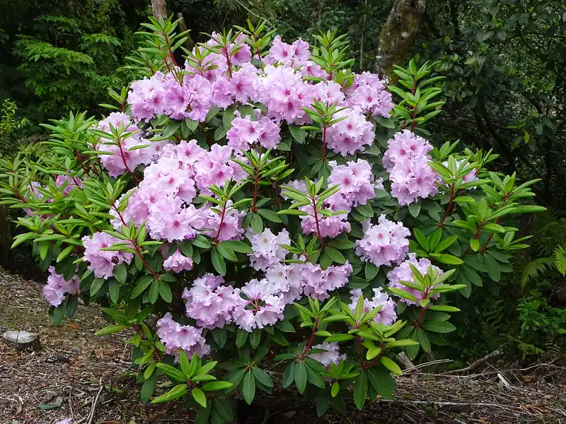 Pink rhododendron flowers among green foliage at Pukeiti in Taranaki